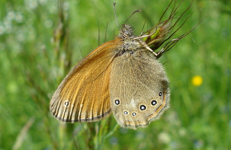 Rotbraunes Wiesenvögelchen (Coenonympha glycerion) - © Anton Koschuh Rotbraunes Wiesenvögelchen (Coenonympha glycerion) - © Anton Koschuh